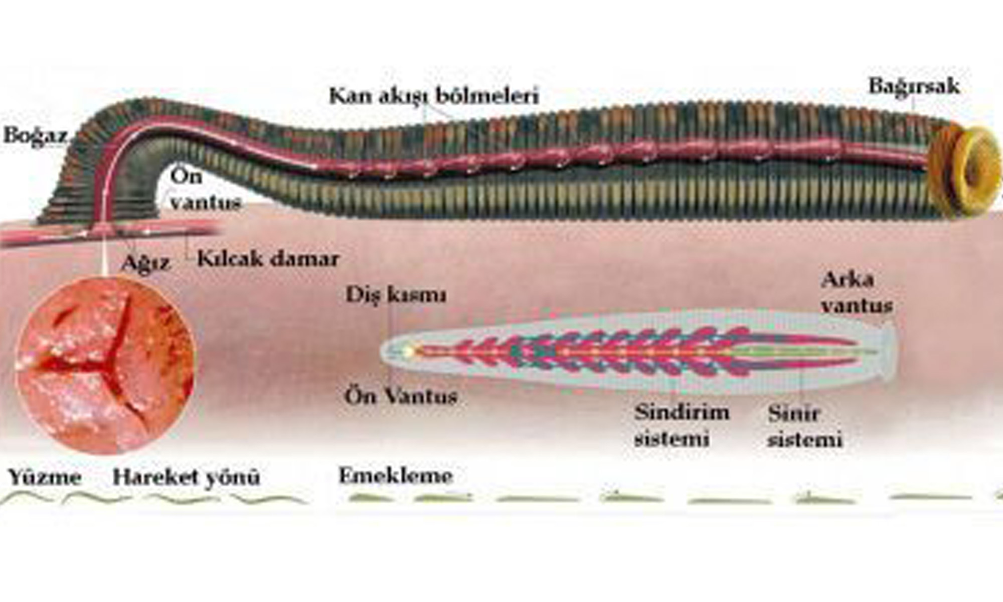 Sülük Tedavisinin Faydaları Nelerdir?